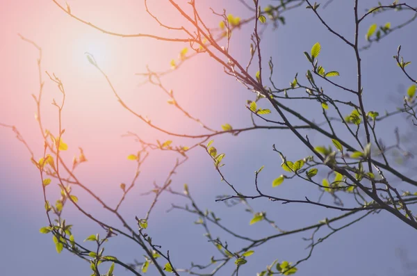 Bright spring natural background. Green new buds on branch in spring season. — Stock Photo, Image