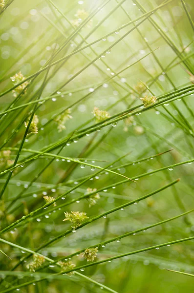 Juncus effusus w deszczu i bezpośrednim nasłonecznieniem, Wielka Brytania, lato. — Zdjęcie stockowe