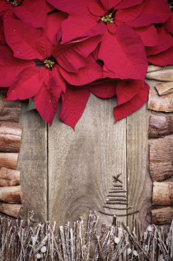 Atatürk çiçeği çiçek, çerçeve düzenlenmiş sopa, çırpı, dalgaların karaya attığı odun