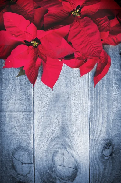 Poinsettia rossa fiore di Natale su sfondo di legno . — Foto Stock