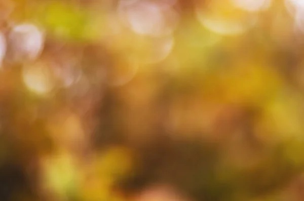 Musim gugur. Blurred fall abstrak latar belakang musim gugur dengan daun berwarna-warni dan matahari . — Stok Foto