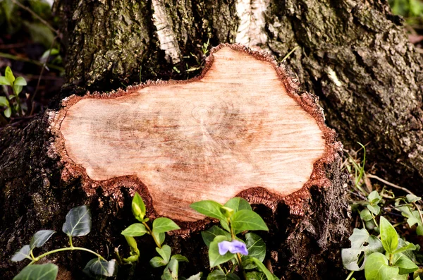 Közelkép a csonkot, a kidöntött fa. Eltávolítása után a sérült fa, a park csonkot. — Stock Fotó