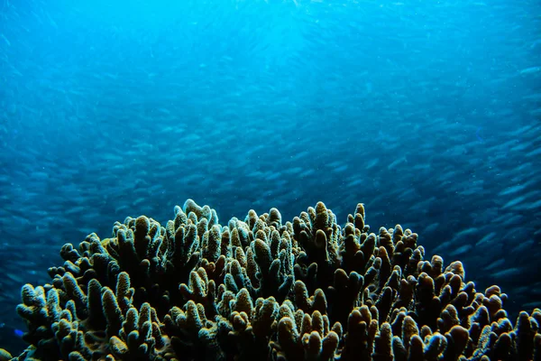 Coral and Sardines — Stock Photo, Image