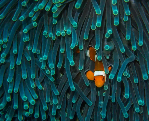 Pesce pagliaccio in attesa — Foto Stock