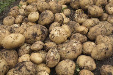 yerde patates