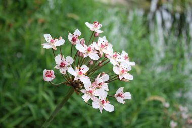Çiçek, bitki, vahşi doğada, makro