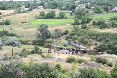 Göl, inek sürüsü, köy, Aktovsky Kanyonu