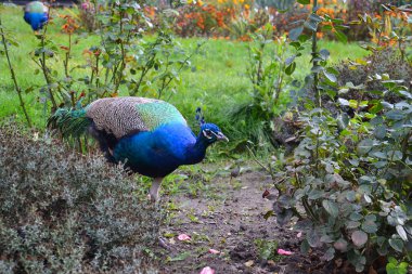 peacock, ascania, indian peafowl, garden clipart