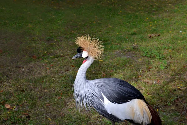 Crowned Crane Photo Askania Nova — Stock Photo, Image