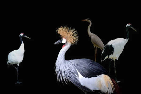 Crowned Crane Black Background Askania Nova — Stock Photo, Image