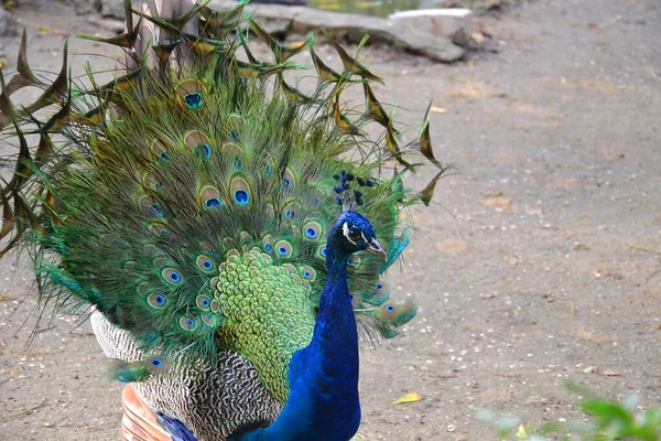 Peacock Male Ascania Feathers Bird Paradise — Stock Photo, Image