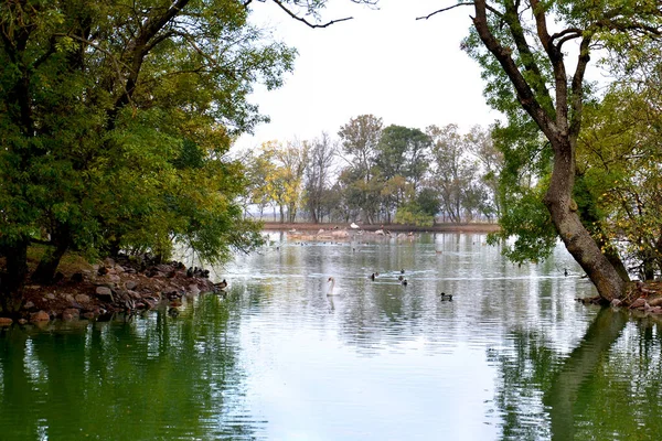 Озеро Пейзаж Заповідник Птахи Озеро Природа — стокове фото
