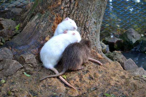 Nutria Branca Água Natureza Limpeza — Fotografia de Stock