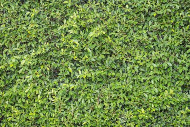 yeşil yaprakları duvar arka plan olarak