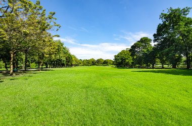 Güzel sabah ışığı yeşil çim alan ile ortak Park'ta bir