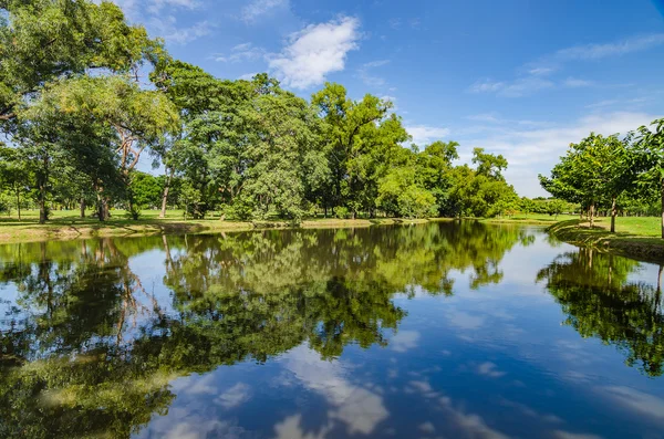 Árboles reflexiones en la orilla del lago — Foto de Stock