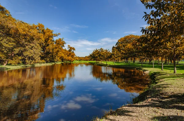 Gölün kıyısında ağaçta yansımalar