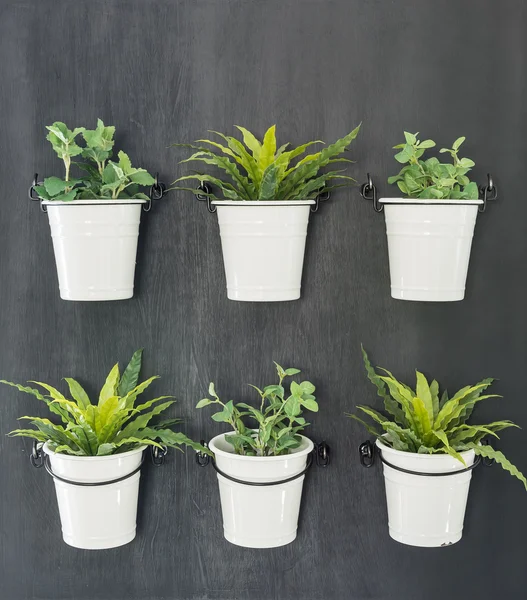 Vaso bianco di piante verdi appeso — Foto Stock