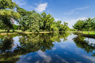yansıması ile parkta yeşil ağaç