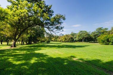 Yeşil ağaç gölgesi ile Park