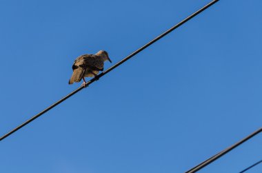 kuş mavi gökyüzü ile tel üzerinde