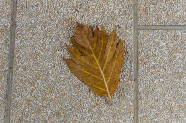 Çakıl doku üzerinde sarı yaprak