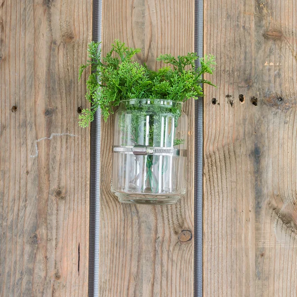 Pflanze in Glas auf Holzplatte — Stockfoto