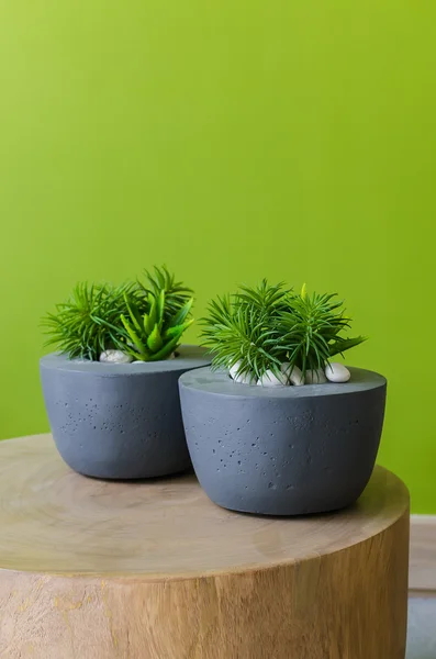 Plantas en maceta moderna sobre mesa de madera — Foto de Stock