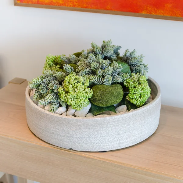 Plantas em vaso de cerâmica branca — Fotografia de Stock