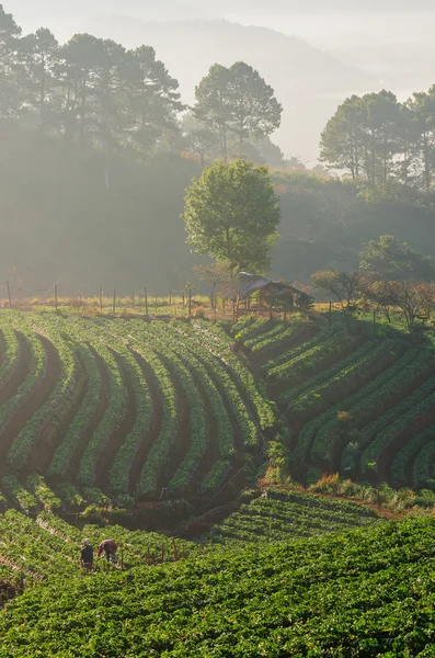 Strawberries farm in Chiangmai, Thailand — Stock Photo, Image