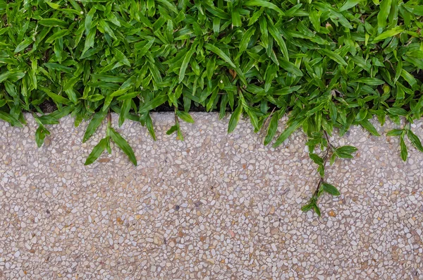 Gravel texture and grass for background — Stock Photo, Image