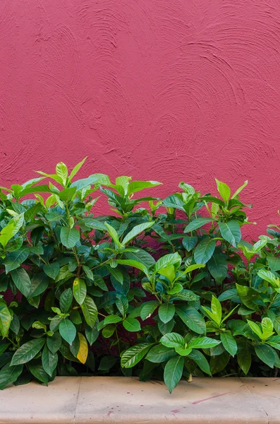 Hoja verde con pared de textura roja —  Fotos de Stock