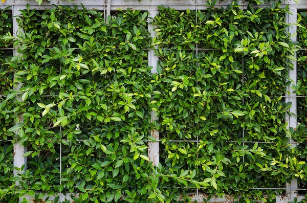 Wand grünes Blatt auf dem Stahlrahmen mit Netz — Stockfoto