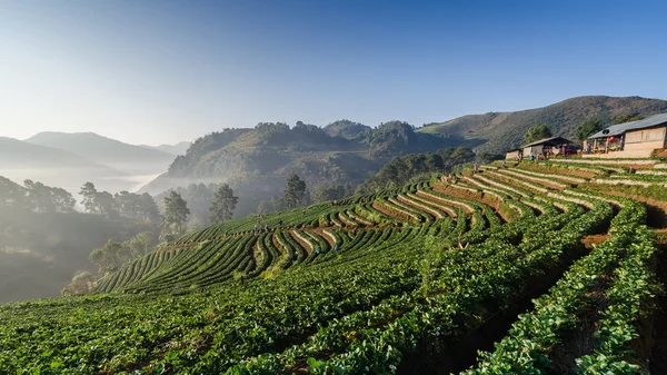 Strawberries farm in the morning — Stock Photo, Image