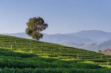 yeşil tarla ve mavi gökyüzü