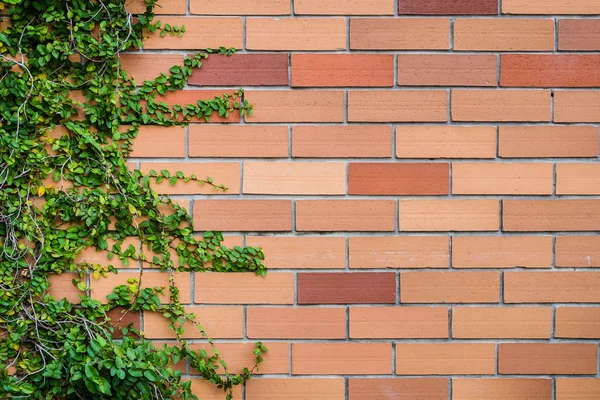 Texture de mur de brique avec des plantes — Photo