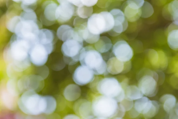 Flou abstrait de la nature avec bokhe de lumière à travers les arbres — Photo