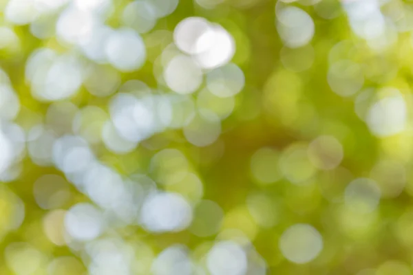 Flou abstrait de la nature avec bokhe de lumière à travers les arbres — Photo