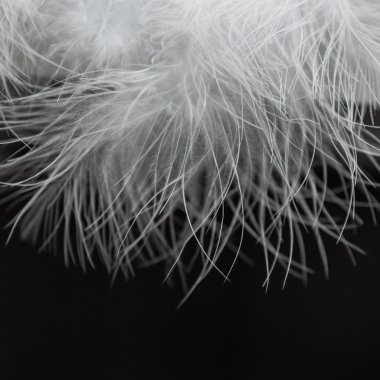 siyah beyaz kürk yakın çekim 