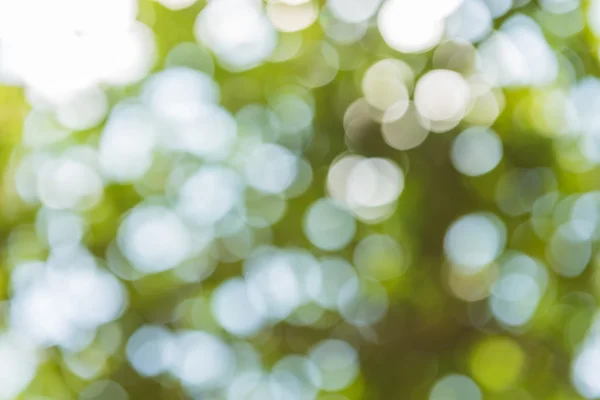 Flou abstrait de la nature avec bokhe de lumière à travers les arbres — Photo