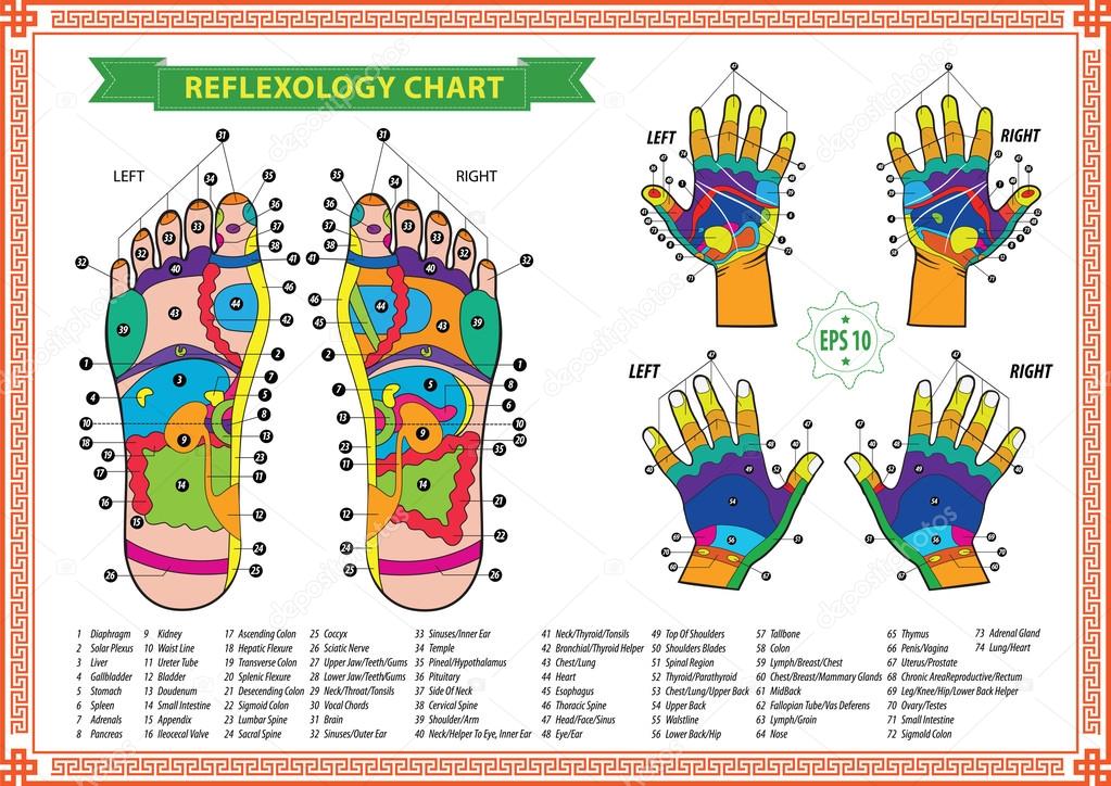 Reflexology Foot Chart Right