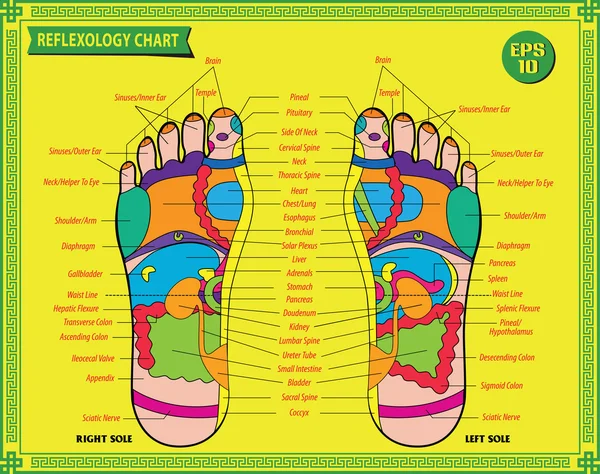 Foot reflexology chart — Stock Vector
