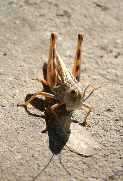 Cavalletta, cavalletta sul marciapiede — Foto Stock