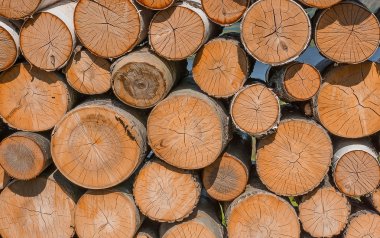 Güneş ile yaktı yakacak odun