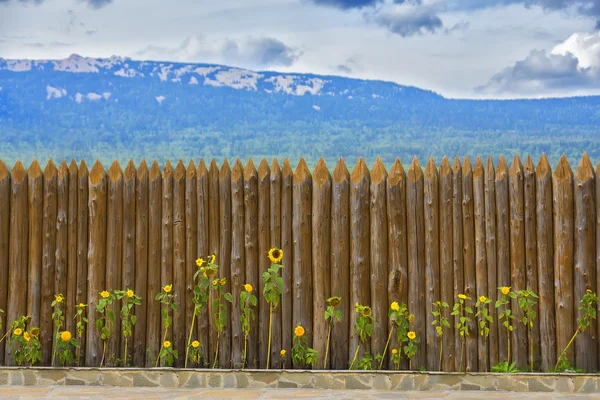 Girasoles sobre cerca — Foto de Stock