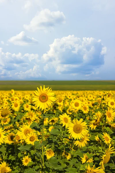 Fält av solrosor på sommaren Stockfoto