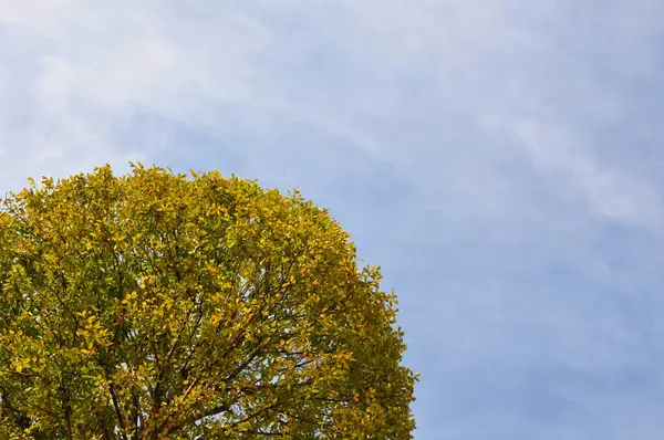 Boom Kroon Blauwe Hemel Herfst — Stockfoto