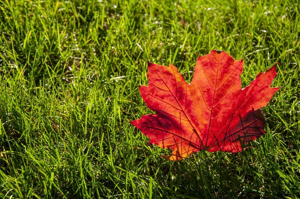 Herfst esdoorn blad op het gras in de zon — Stockfoto