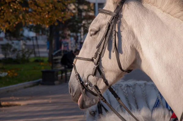 马的眼睛 头和肩膀的黑白相间的近景 — 图库照片