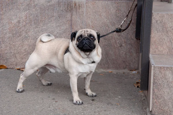 Dükkanın yakınındaki bir ipte köpek balığı sahibini bekliyor..